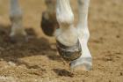Pferd in Geroldshausen sucht Reiter/in